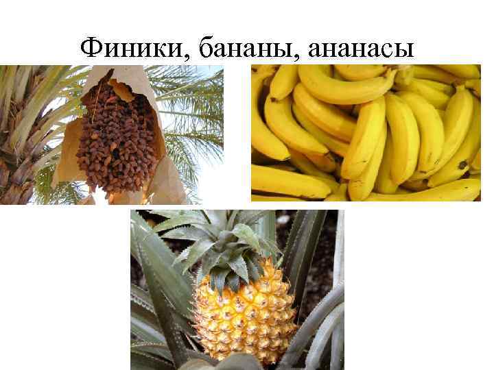 Финики, бананы, ананасы 