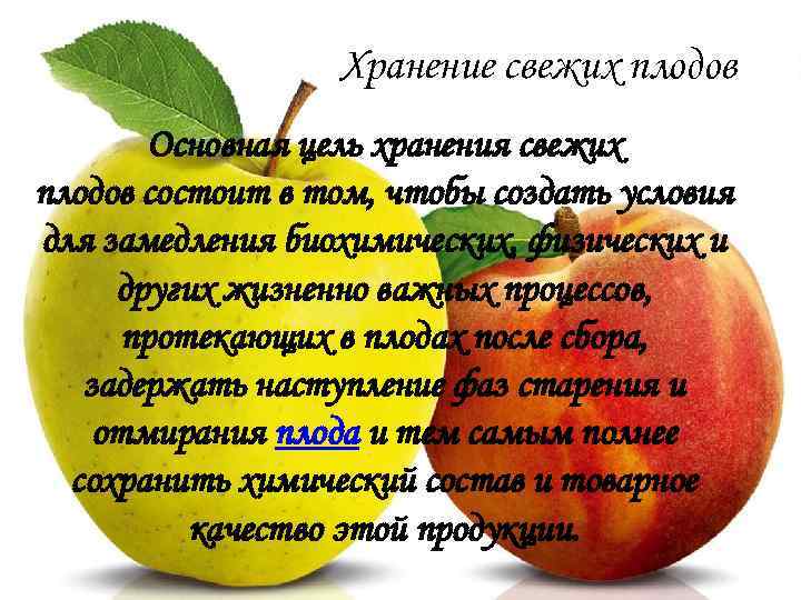 Хранение свежих плодов Основная цель хранения свежих плодов состоит в том, чтобы создать условия