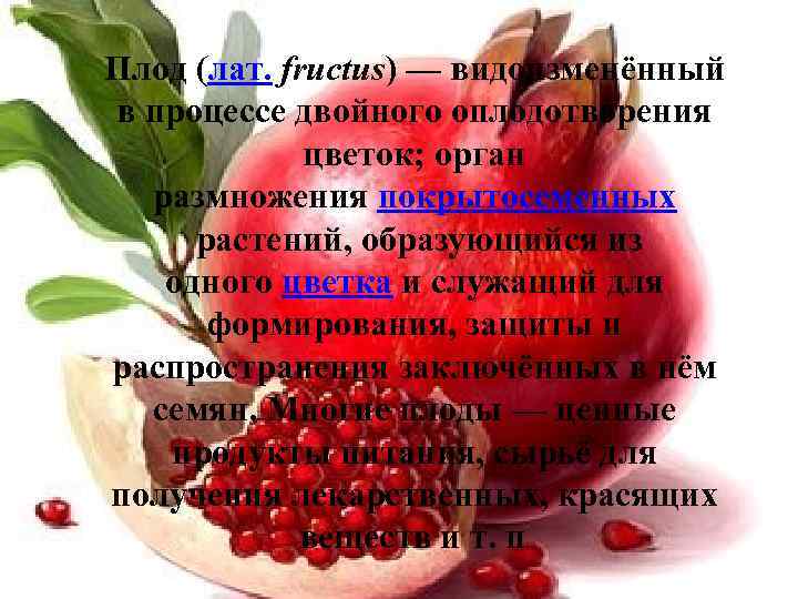 Плод (лат. fructus) — видоизменённый в процессе двойного оплодотворения цветок; орган размножения покрытосеменных растений,