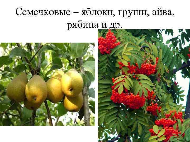 Семечковые – яблоки, груши, айва, рябина и др. 