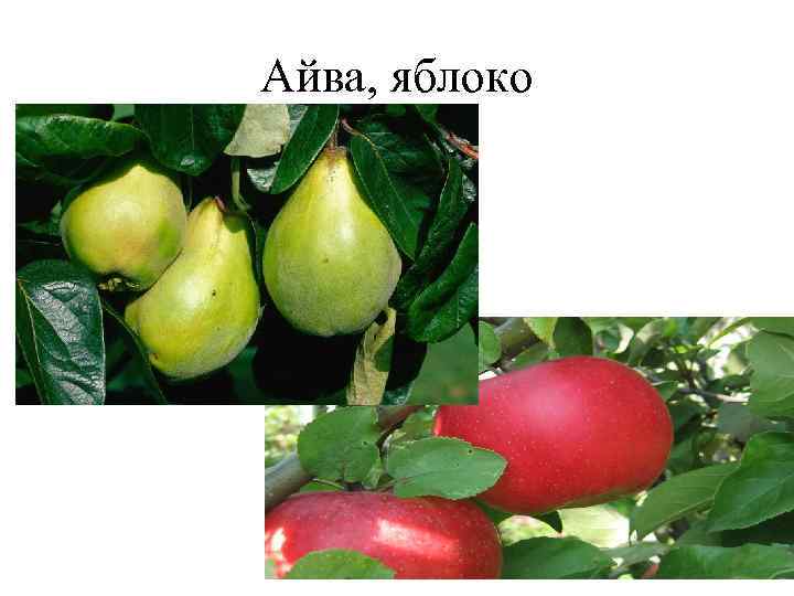 Айва, яблоко 