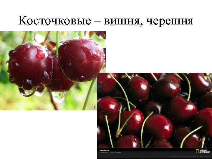 Косточковые – вишня, черешня 