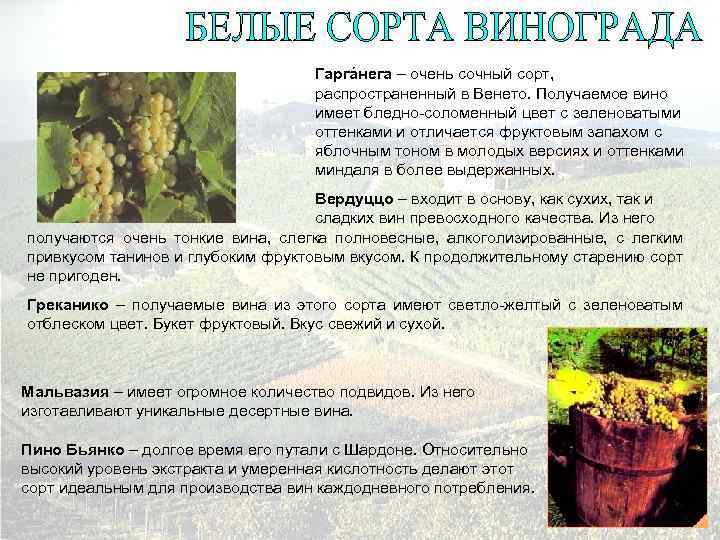 Гаргáнега – очень сочный сорт, распространенный в Венето. Получаемое вино имеет бледно-соломенный цвет с