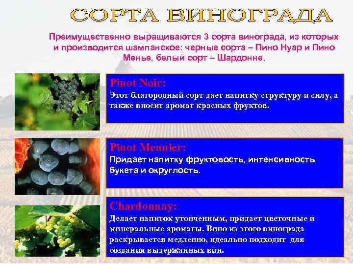 Преимущественно выращиваются 3 сорта винограда, из которых и производится шампанское: черные сорта – Пино
