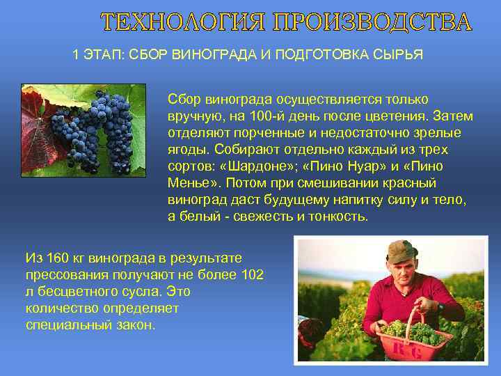 1 ЭТАП: СБОР ВИНОГРАДА И ПОДГОТОВКА СЫРЬЯ Сбор винограда осуществляется только вручную, на 100