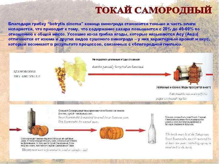 Благодаря грибку “botrytis cinerea” кожица винограда становится тоньше и часть влаги испаряется, что приводит