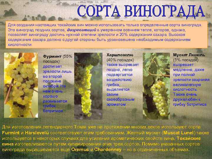 Для создания настоящих токайских вин можно использовать только определенные сорта винограда. Это виноград поздних