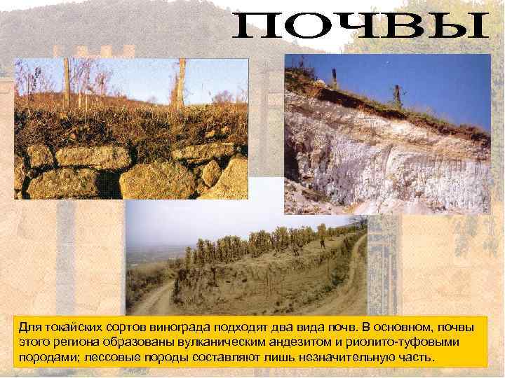Для токайских сортов винограда подходят два вида почв. В основном, почвы этого региона образованы