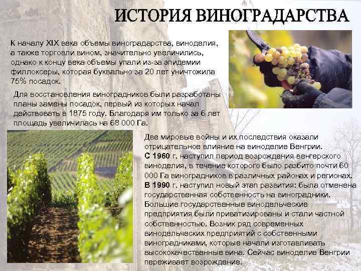 К началу XIX века объемы виноградарства, виноделия, а также торговли вином, значительно увеличились, однако