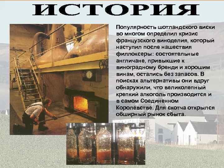 Популярность шотландского виски во многом определил кризис французского виноделия, который наступил после нашествия филлоксеры: