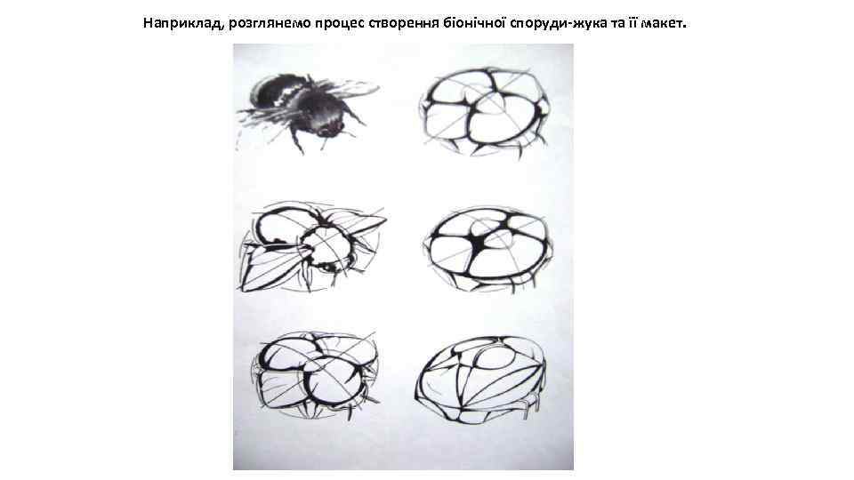 Наприклад, розглянемо процес створення біонічної споруди-жука та її макет. 