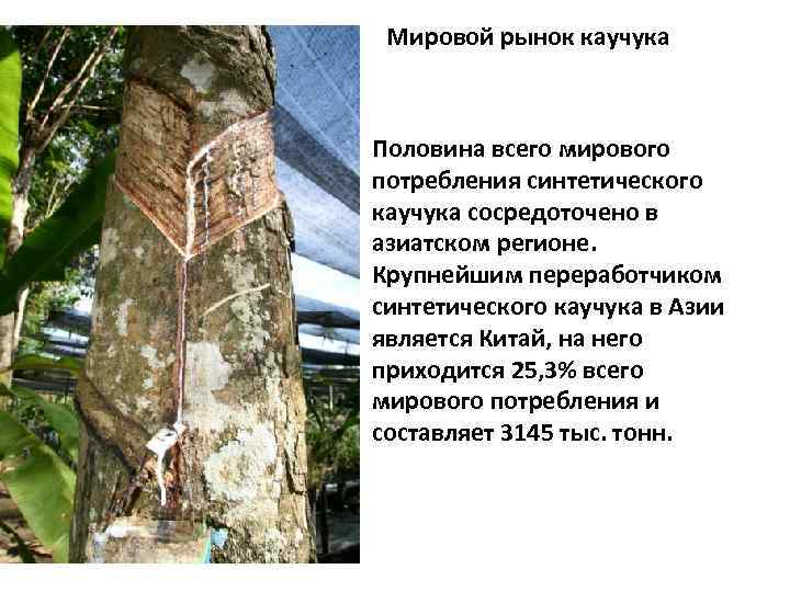 Мировой рынок каучука Половина всего мирового потребления синтетического каучука сосредоточено в азиатском регионе. Крупнейшим