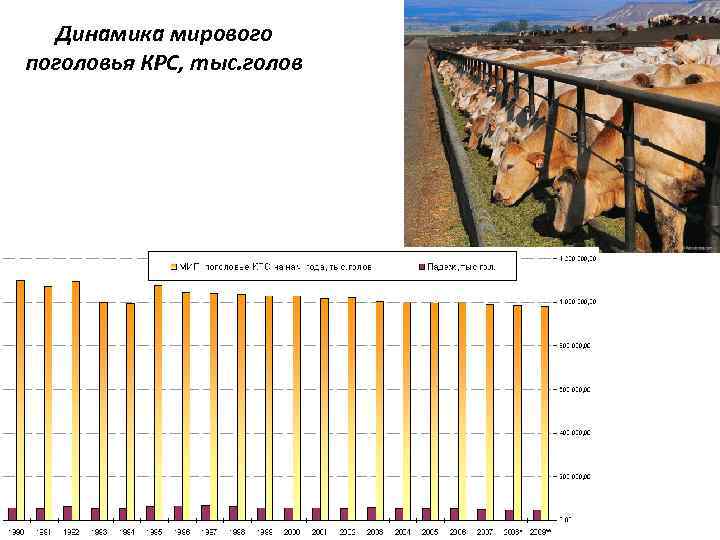 Поголовье крупного рогатого скота