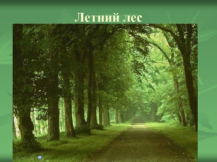 Летний лес 