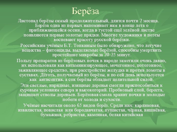 Берёза Листопад берёзы самый продолжительный, длится почти 2 месяца. Берёза одна из первых напоминает