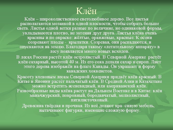 Клён – широколиственное светолюбивое дерево. Все листья располагаются мозаикой в одной плоскости, чтобы собрать