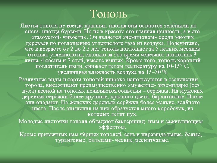 Тополь Листья тополя не всегда красивы, иногда они остаются зелёными до снега, иногда бурыми.