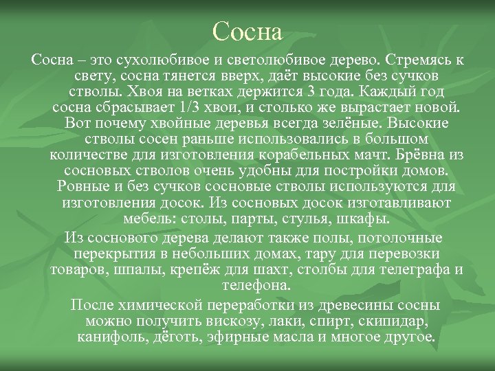 Сосна – это сухолюбивое и светолюбивое дерево. Стремясь к свету, сосна тянется вверх, даёт