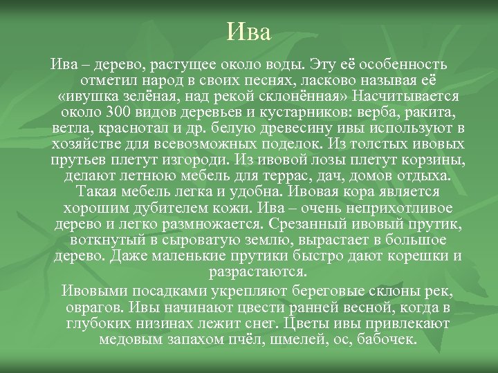 Ива дерево описание. Ива описание. Сочинение про дерево Ива. Ива доклад для 2 класса. Сочинение Ива над заглохшей рекой 5 класс.