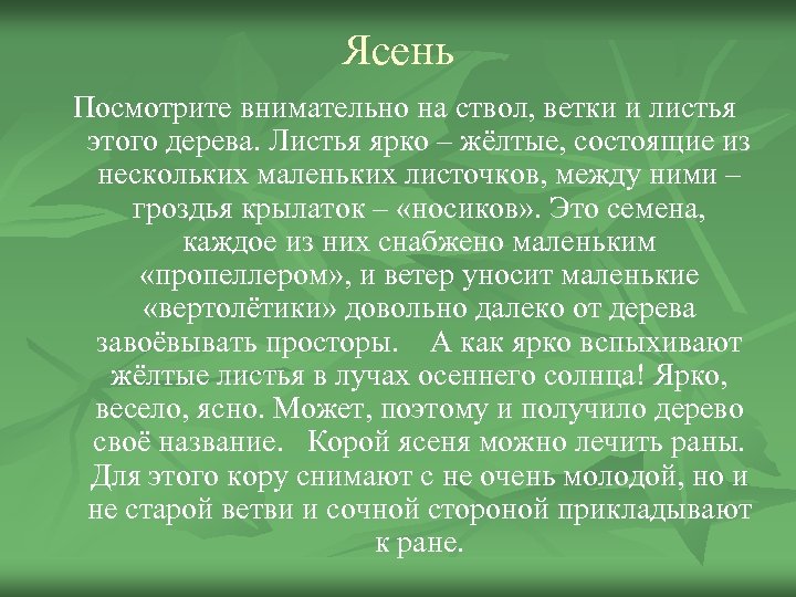 Ясень Посмотрите внимательно на ствол, ветки и листья этого дерева. Листья ярко – жёлтые,