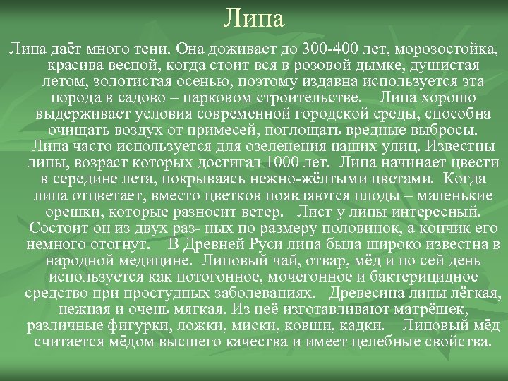 Липа даёт много тени. Она доживает до 300 -400 лет, морозостойка, красива весной, когда