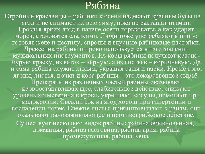 Рябина Стройные красавицы – рябинки к осени надевают красные бусы из ягод и не