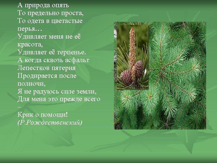 А природа опять То предельно проста, То одета в цветастые перья… Удивляет меня не