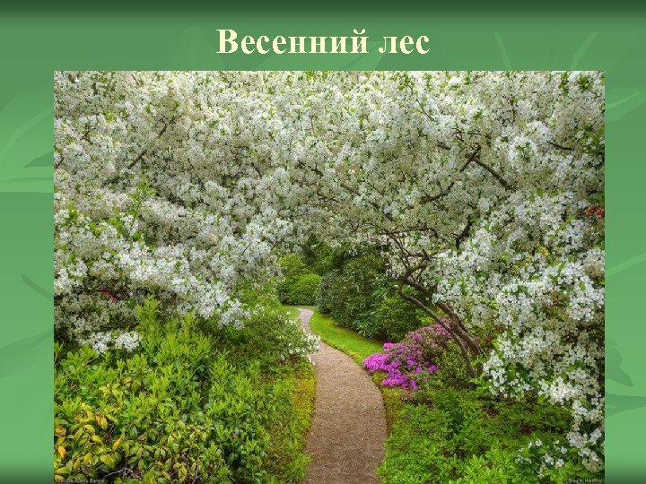 Весенний лес 