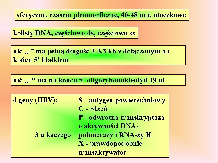 sferyczne, czasem pleomorficzne, 40 -48 nm, otoczkowe kolisty DNA, częściowo ds, częściowo ss nić