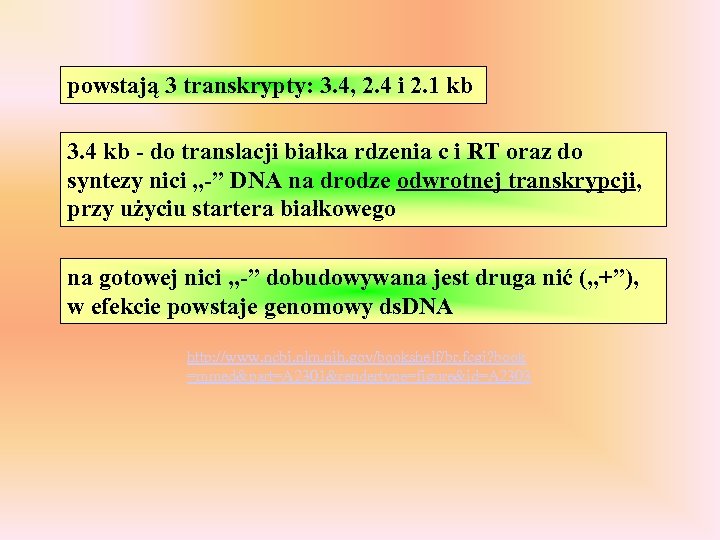 powstają 3 transkrypty: 3. 4, 2. 4 i 2. 1 kb 3. 4 kb