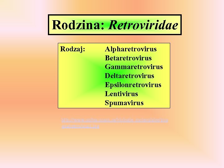 Rodzina: Retroviridae Rodzaj: Alpharetrovirus Betaretrovirus Gammaretrovirus Deltaretrovirus Epsilonretrovirus Lentivirus Spumavirus http: //www. unites. uqam.