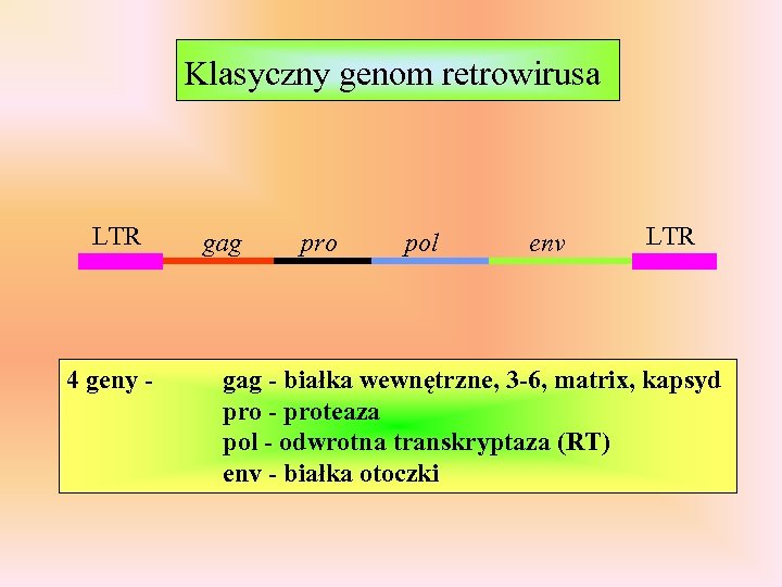 Klasyczny genom retrowirusa LTR 4 geny - gag pro pol env LTR gag -