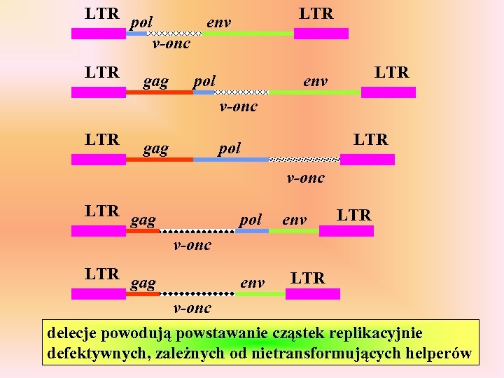 LTR pol env v-onc LTR env gag pol LTR v-onc LTR gag LTR pol