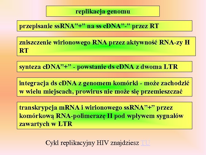 replikacja genomu przepisanie ss. RNA”+” na ss c. DNA”-” przez RT zniszczenie wirionowego RNA