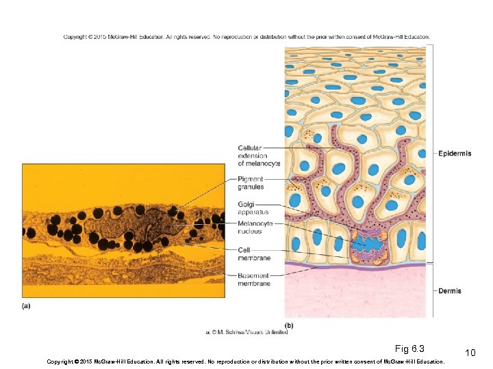 Fig 6. 3 Copyright © 2015 Mc. Graw-Hill Education. All rights reserved. No reproduction