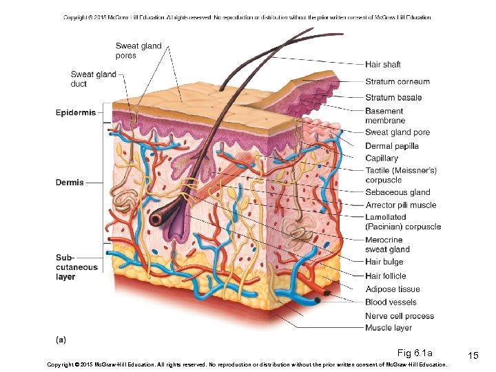 Fig 6. 1 a Copyright © 2015 Mc. Graw-Hill Education. All rights reserved. No