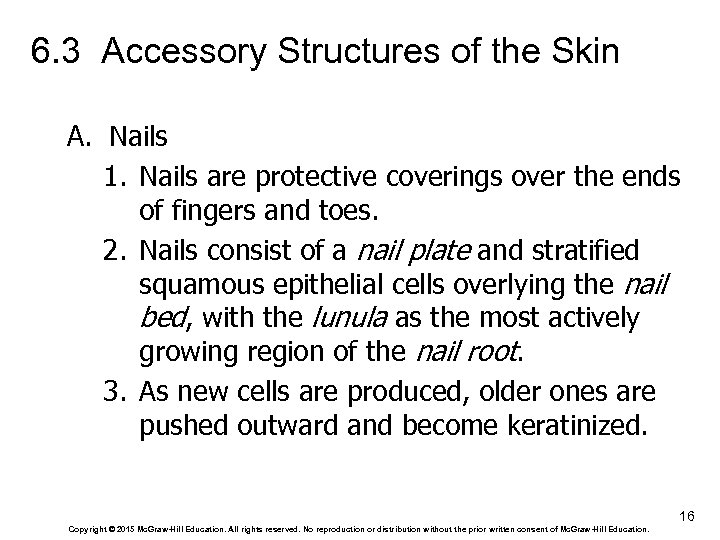 6. 3 Accessory Structures of the Skin A. Nails 1. Nails are protective coverings