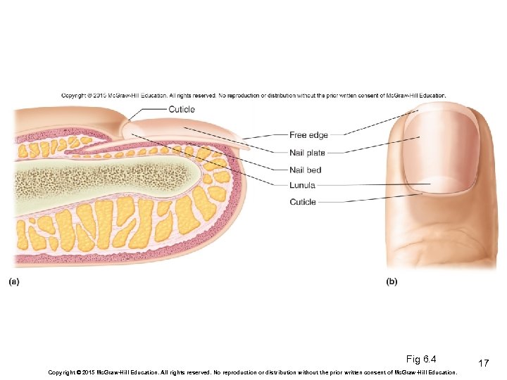 Fig 6. 4 Copyright © 2015 Mc. Graw-Hill Education. All rights reserved. No reproduction