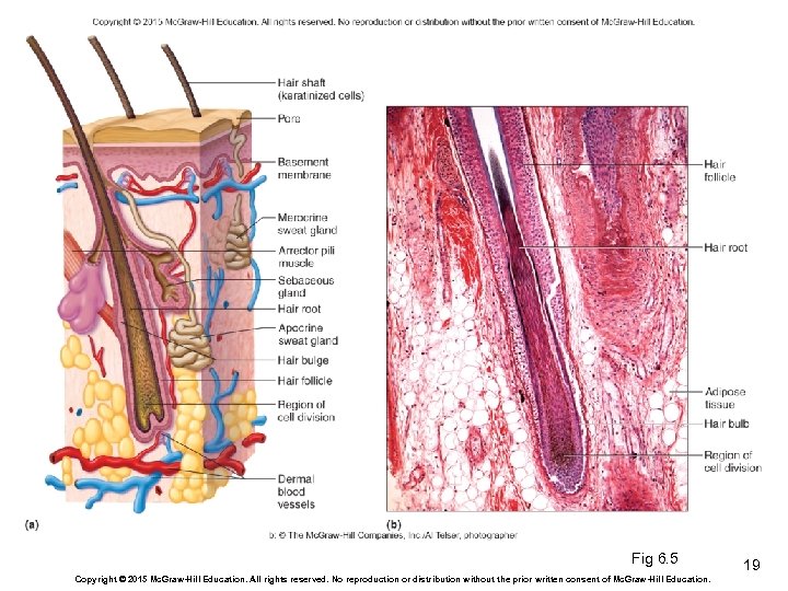 Fig 6. 5 Copyright © 2015 Mc. Graw-Hill Education. All rights reserved. No reproduction