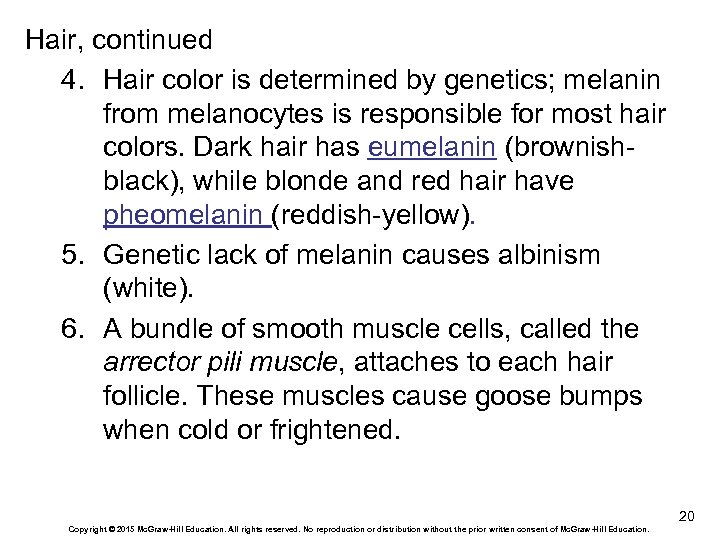 Hair, continued 4. Hair color is determined by genetics; melanin from melanocytes is responsible