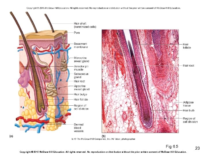 Fig 6. 5 Copyright © 2015 Mc. Graw-Hill Education. All rights reserved. No reproduction