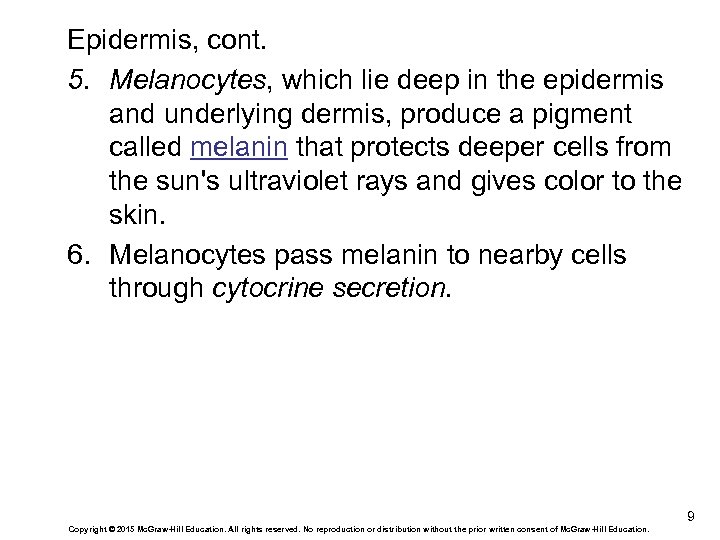 Epidermis, cont. 5. Melanocytes, which lie deep in the epidermis and underlying dermis, produce