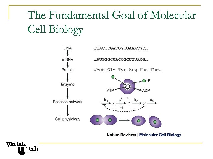 The Fundamental Goal of Molecular Cell Biology 
