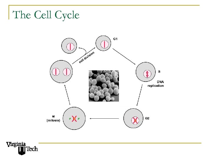 The Cell Cycle 