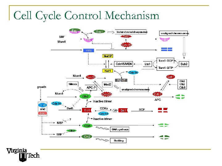 Cell Cycle Control Mechanism 