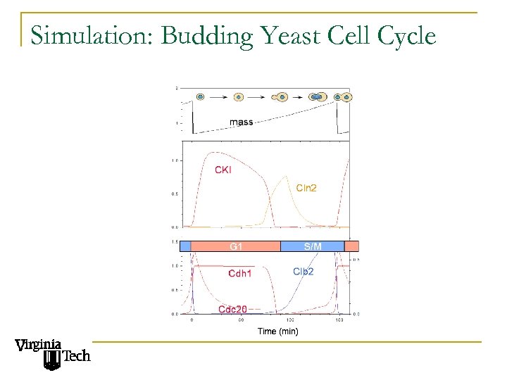 Simulation: Budding Yeast Cell Cycle 