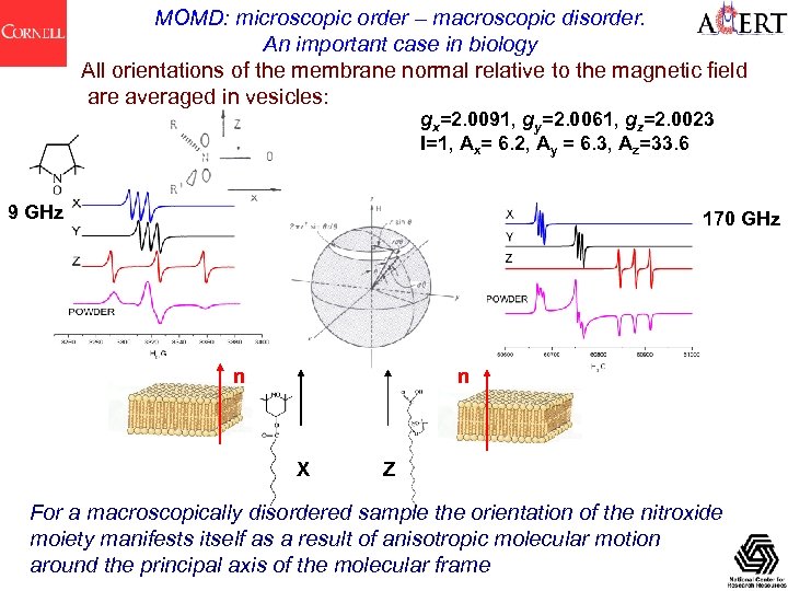 MOMD: microscopic order – macroscopic disorder. An important case in biology All orientations of