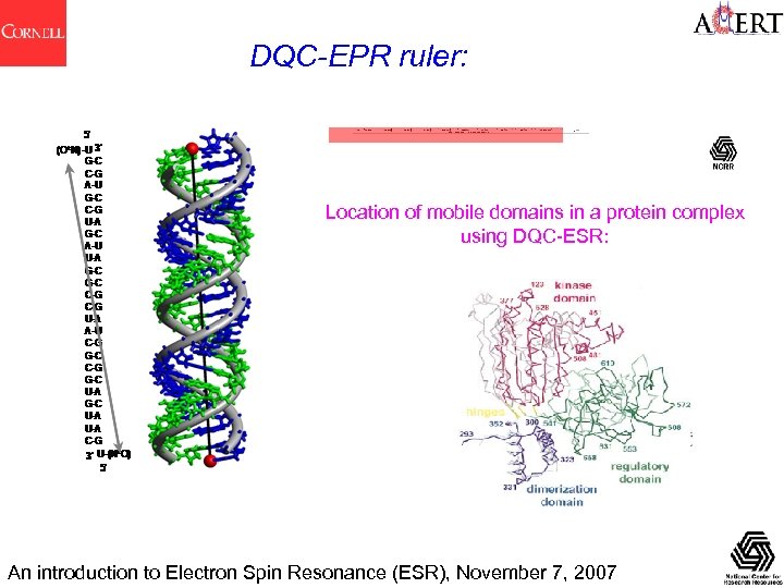 DQC-EPR ruler: Location of mobile domains in a protein complex using DQC-ESR: An introduction