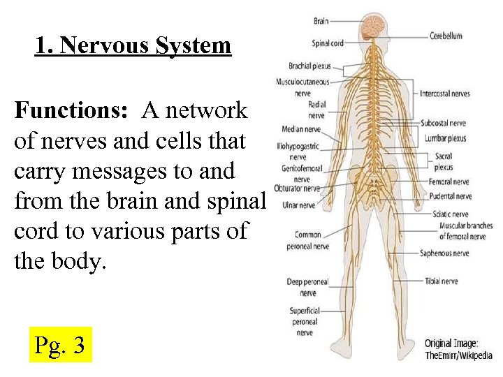 Topic Body Systems Pg 3 Homeostasis the