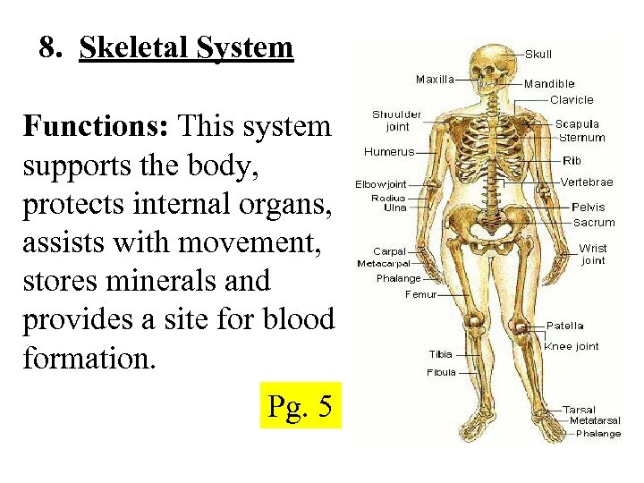 Topic Body Systems Pg 3 Homeostasis the